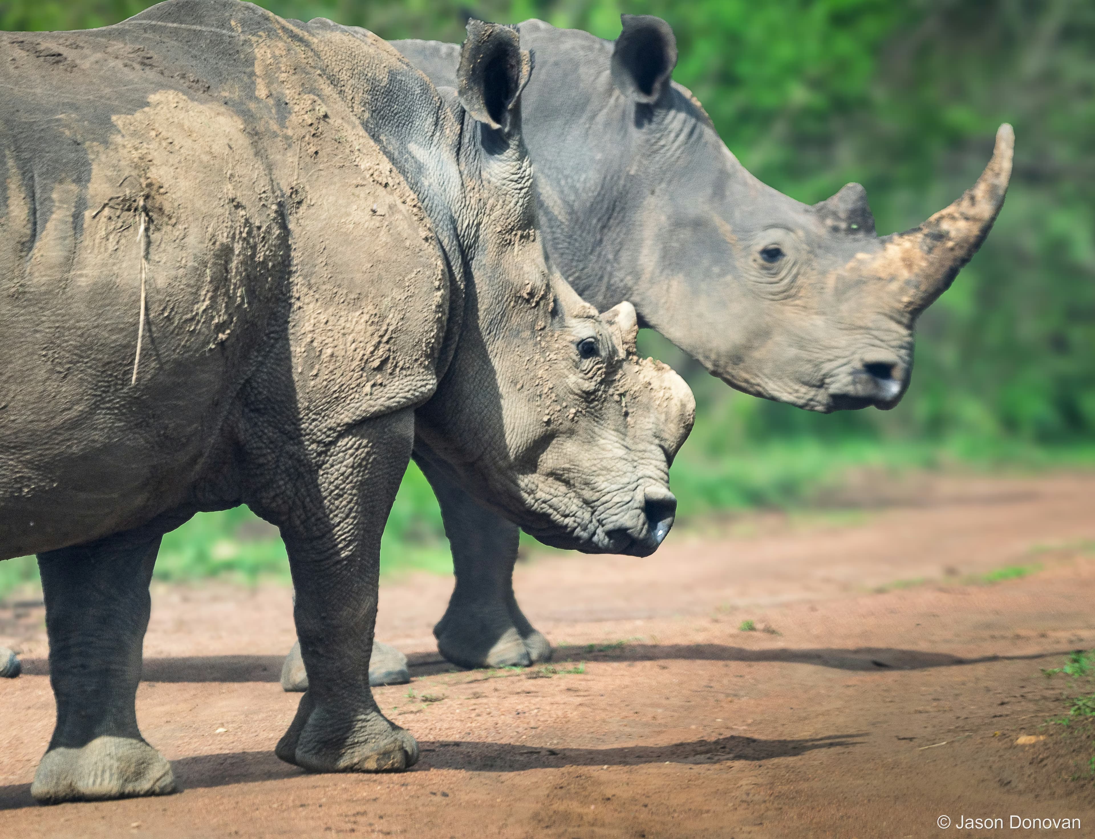 Two white Rhino Rwanda photography by Jason Donovan