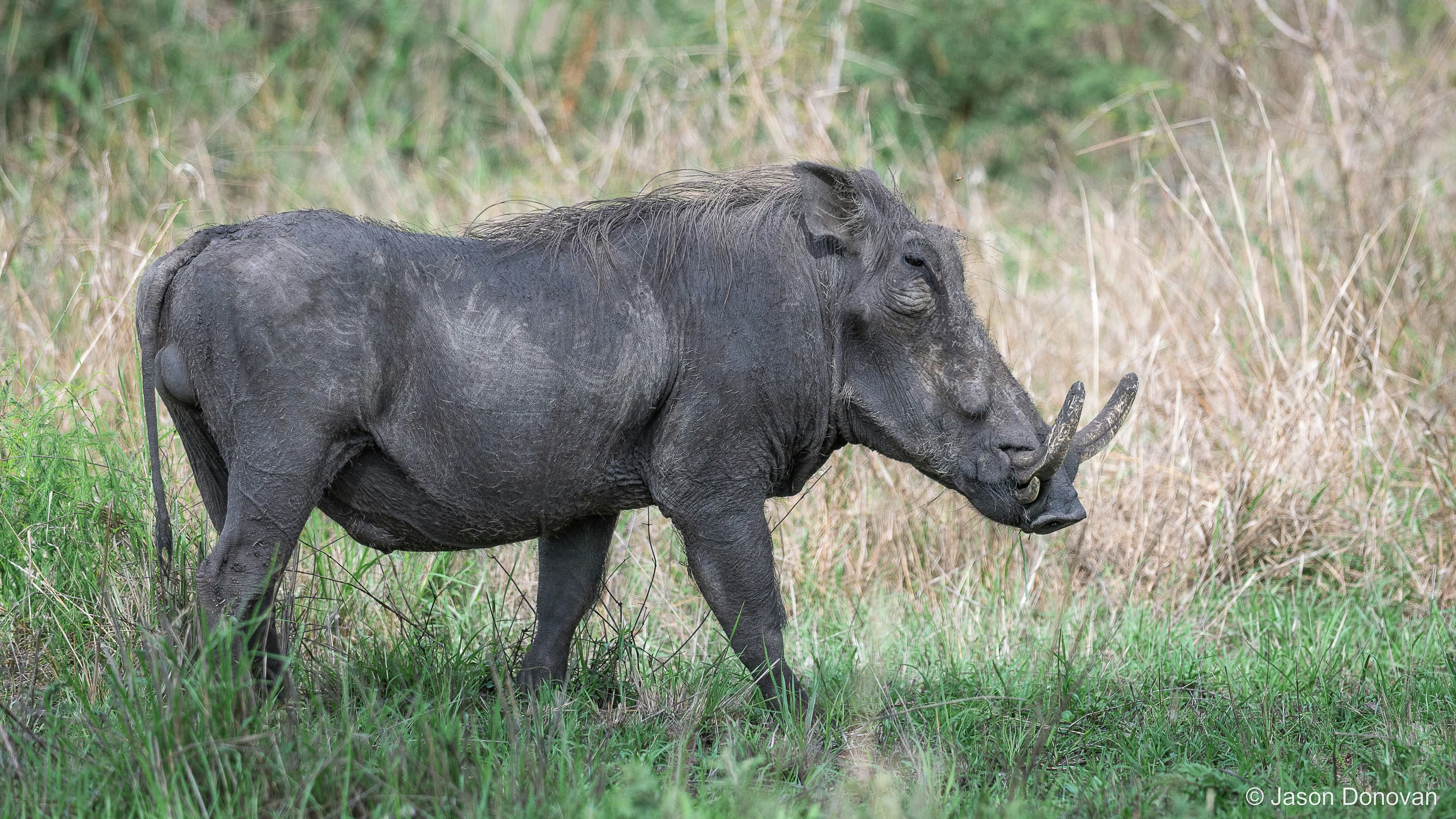 Warthog Rwanda photography by Jason Donovan