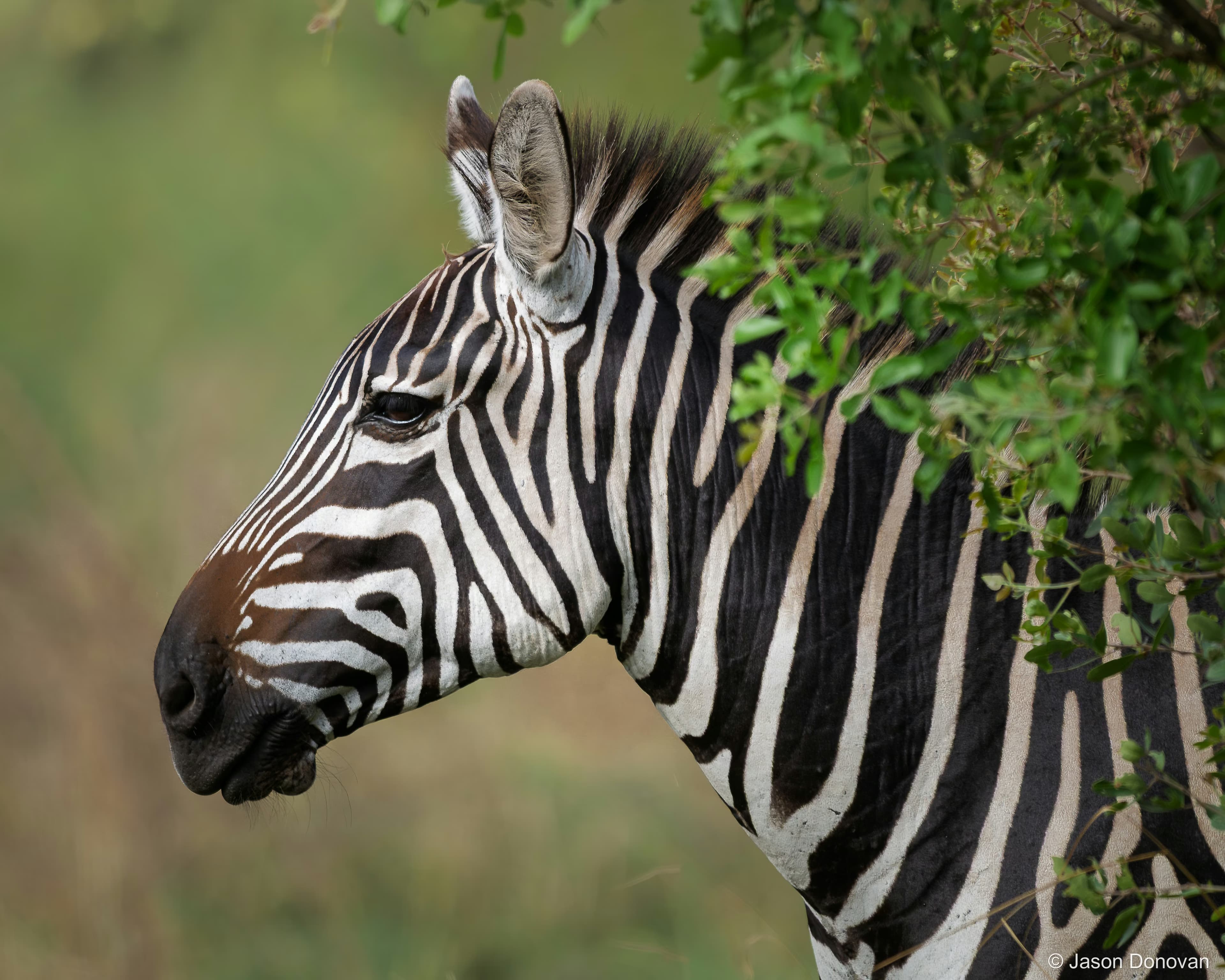 Zebra Rwanda photography by Jason Donovan