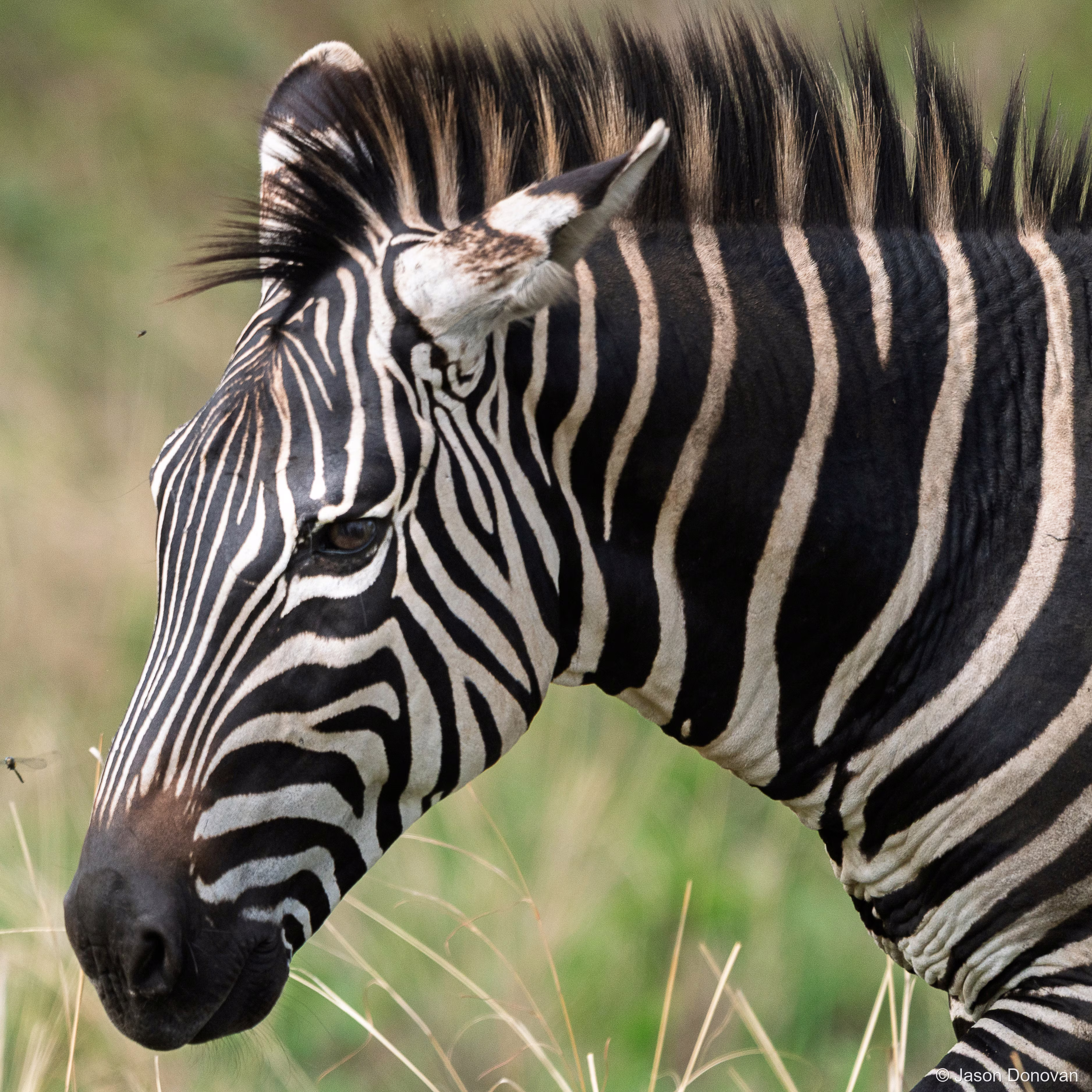 Zebra walking in Akagera Rwanda photography by Jason Donovan