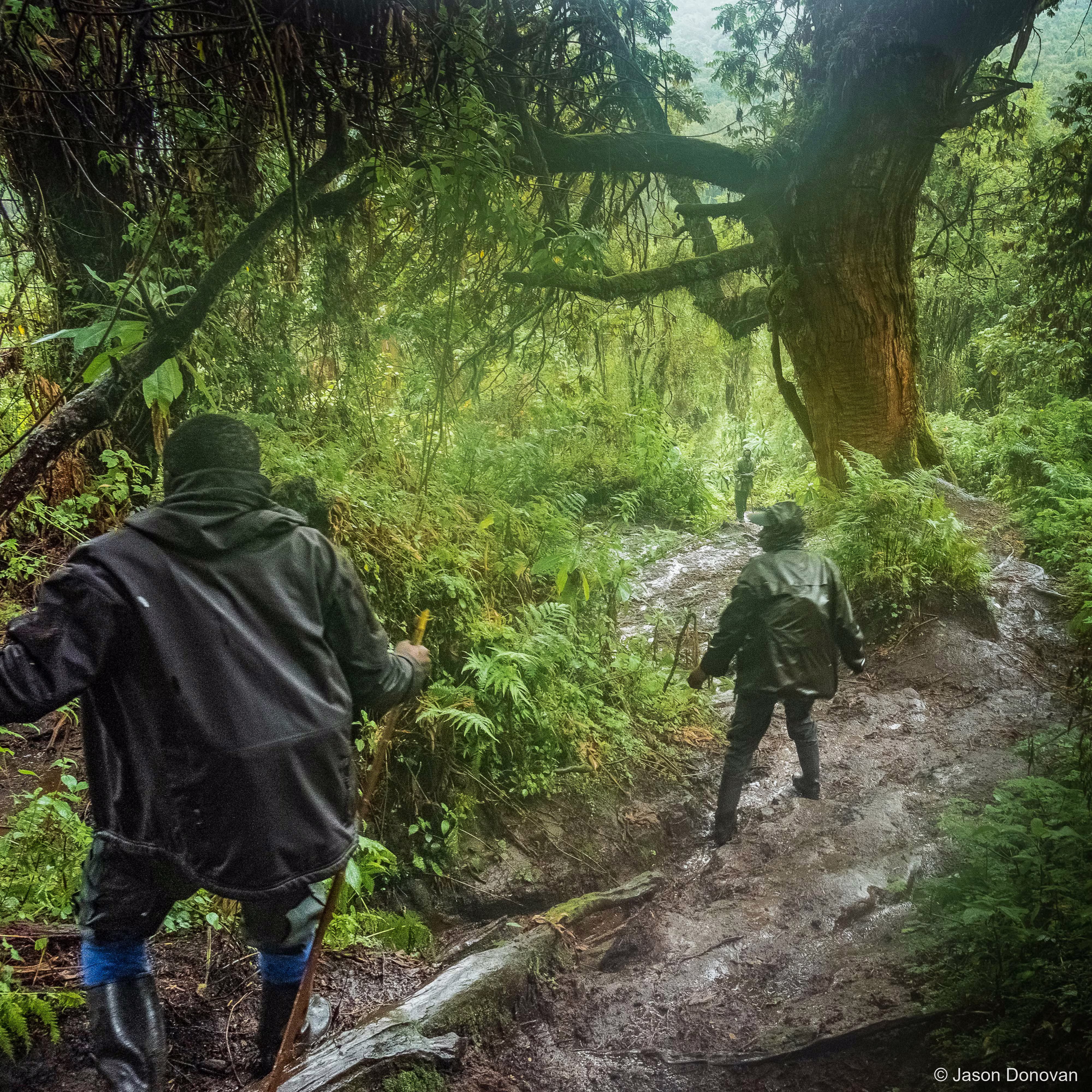 Descending Mt Bisoke Rwanda photography by Jason Donovan