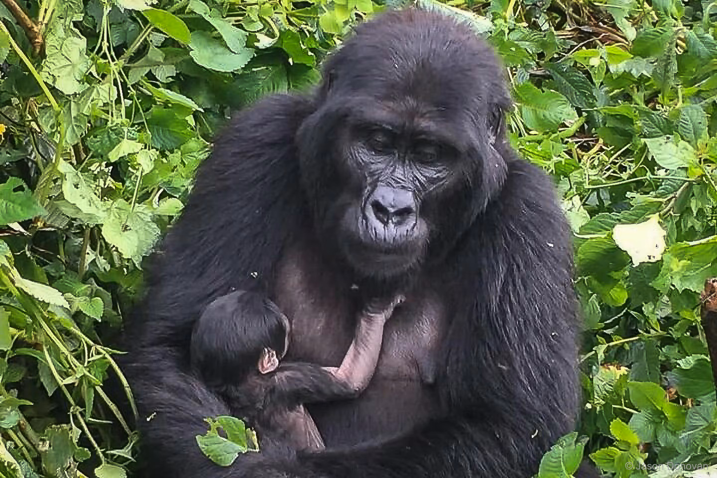 Female Gorilla with baby Rwanda photography by Jason Donovan