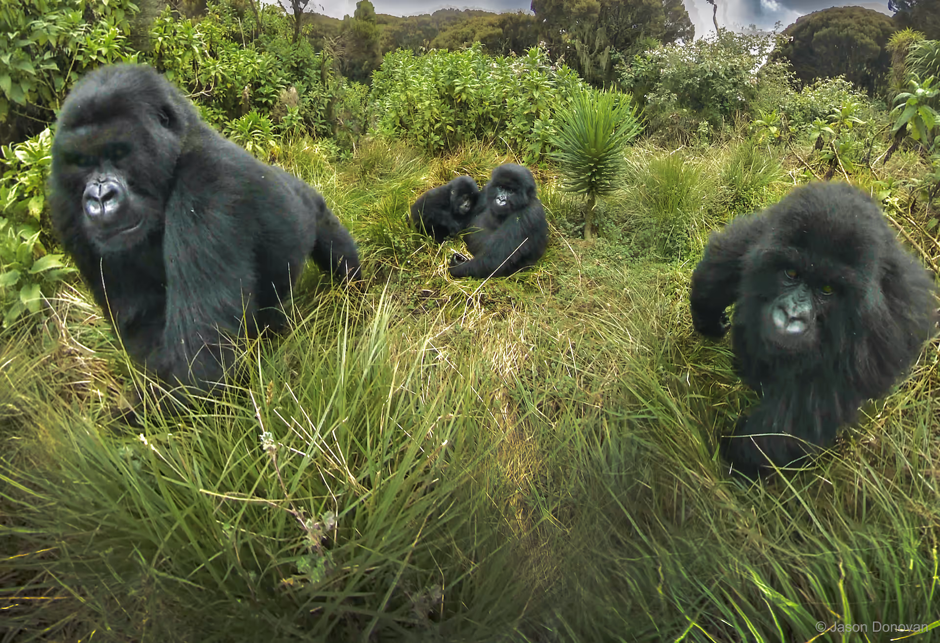 Gorilla family Rwanda photography by Jason Donovan