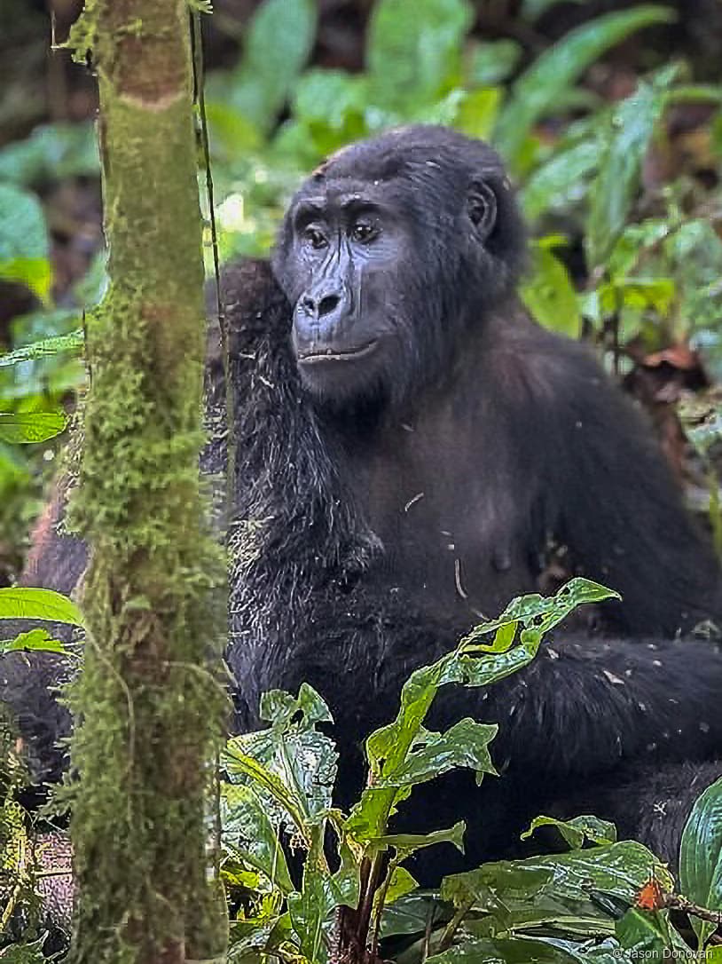 Gorilla sits by tree Rwanda photography by Jason Donovan