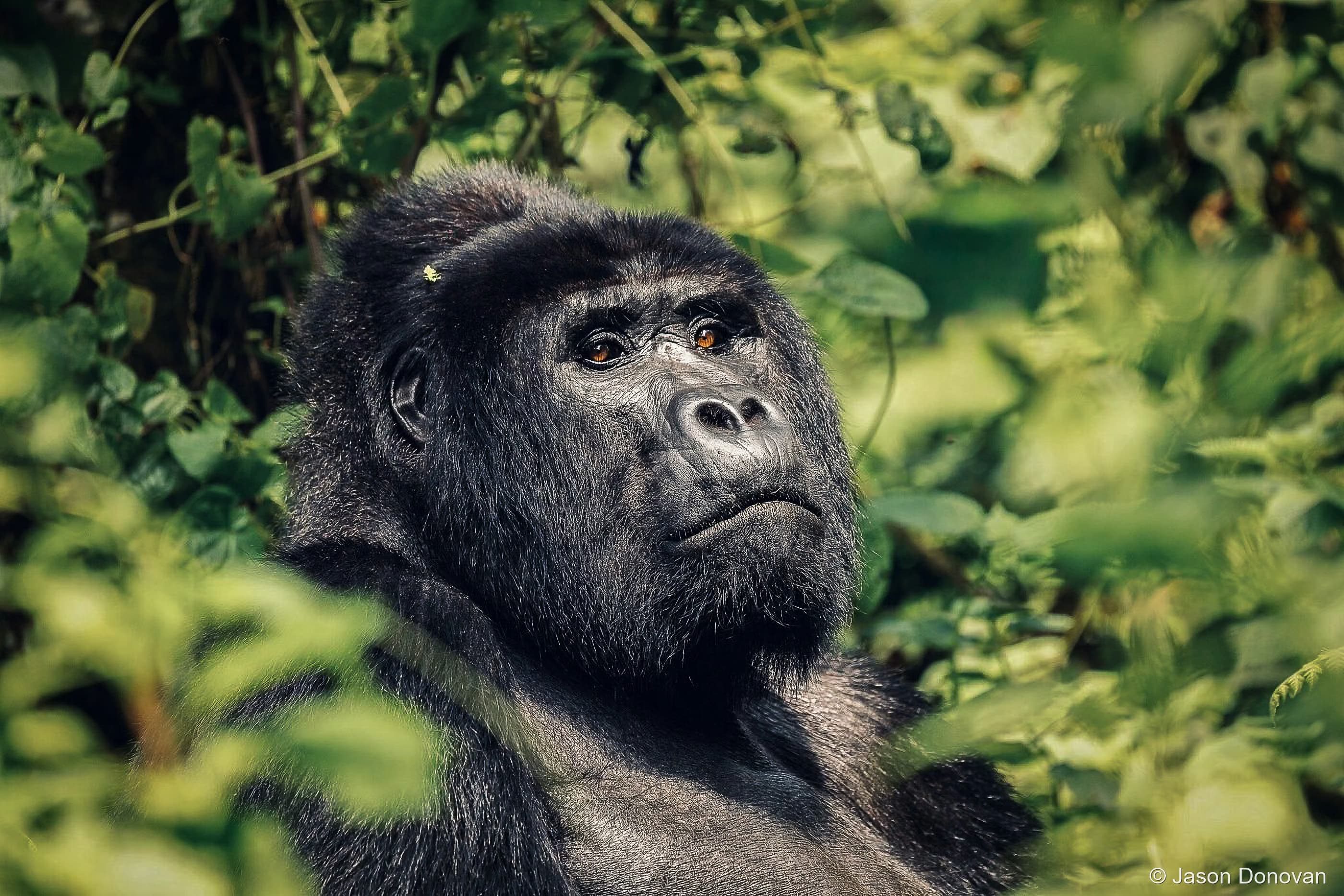 Gorilla sitting attentively Rwanda photography by Jason Donovan