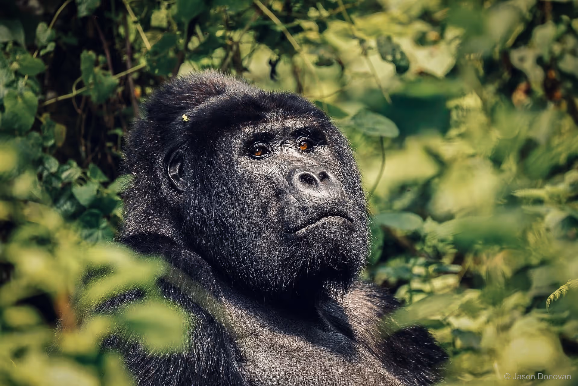 Gorilla sitting attentively Rwanda photography by Jason Donovan