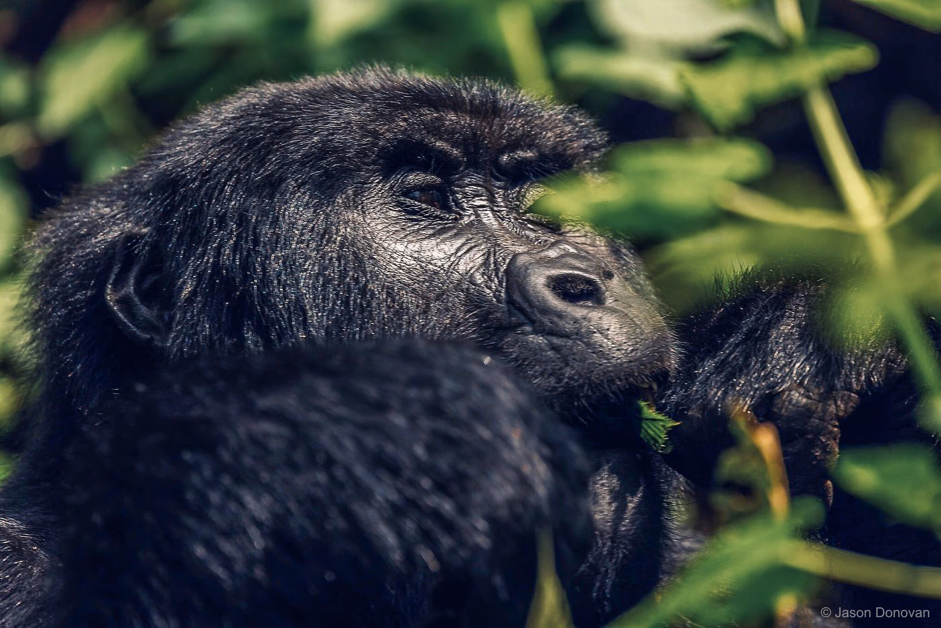 Male Gorilla in the foliage Rwanda photography by Jason Donovan