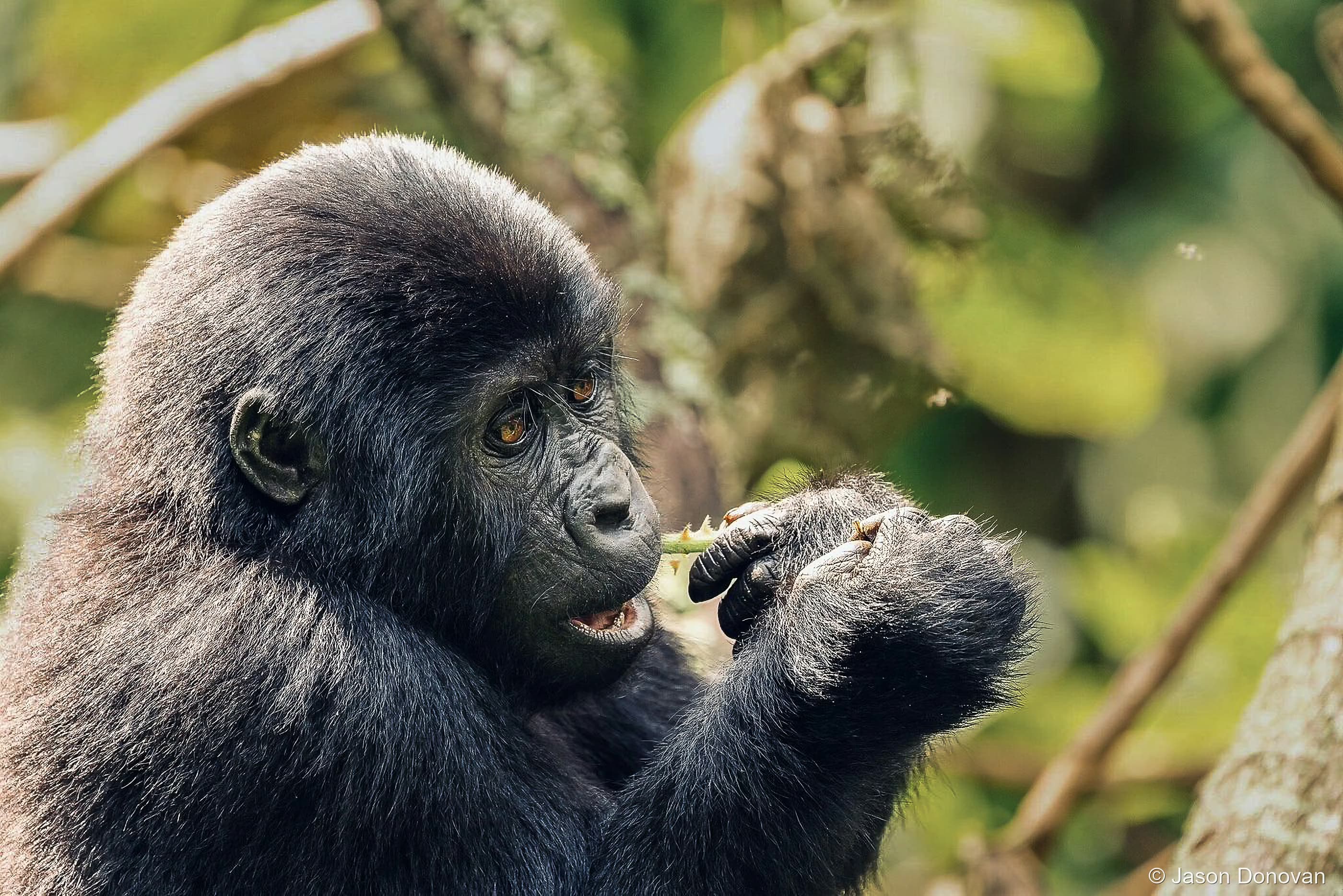 Young Gorilla bathed in light Rwanda photography by Jason Donovan